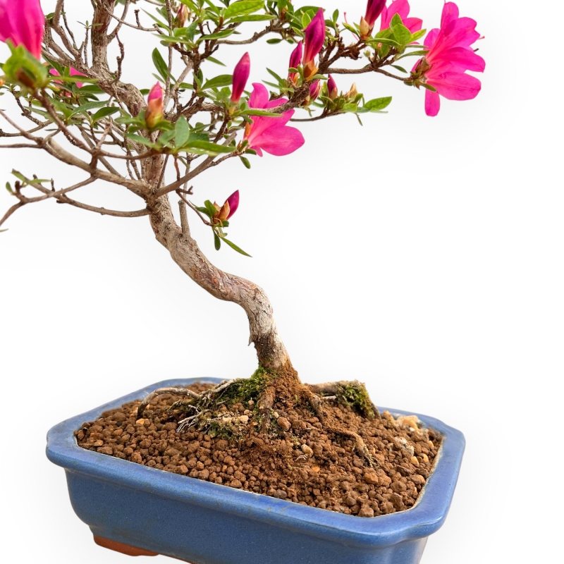 Rhododendron Indicum Hoshi No Kagayaki - Azalea - 47 cm