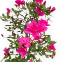 Rhododendron Indicum Hoshi No Kagayaki - Azalea - 47 cm