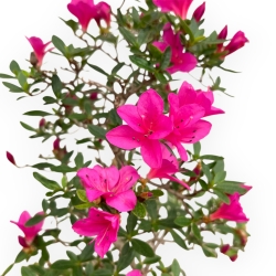 Rhododendron Indicum Hoshi No Kagayaki - Azalea - 47 cm