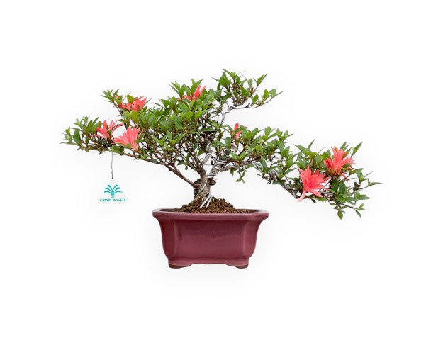 Rhododendron Indicum - Azalea - 29 cm