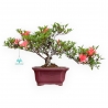 Rhododendron Indicum - Azalea - 29 cm