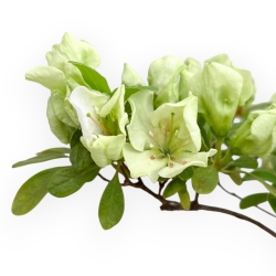 Rhododendron Indicum Oryu - Azalea - 63 cm