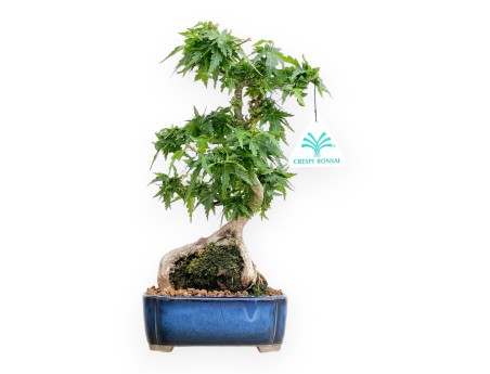 Acer Palmatum Shishigashira - Arce - 27 cm