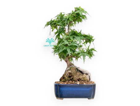 Acer Palmatum Shishigashira - Ahorne - 27 cm