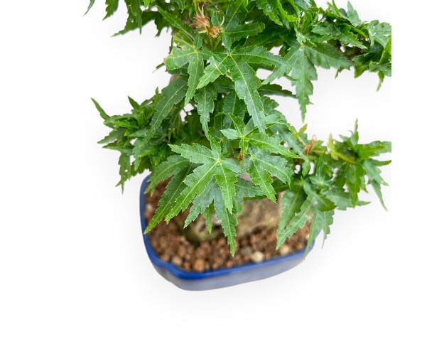 Acer Palmatum Shishigashira - Érable - 27 cm 2