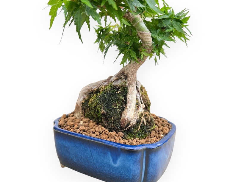 Acer Palmatum Shishigashira - Érable - 27 cm