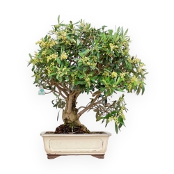 Olea Europaea - Olivo - 63 cm