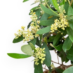 Olea Europaea - Olivo - 63 cm