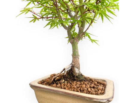 Acer Palmatum - Érable - 26 cm