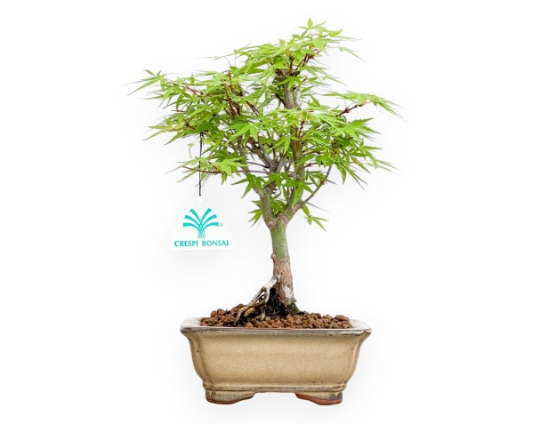 Acer Palmatum - Esdoorn - 26 cm