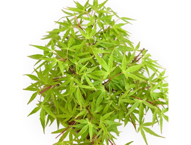 Acer Palmatum - Ahorne - 26 cm 2