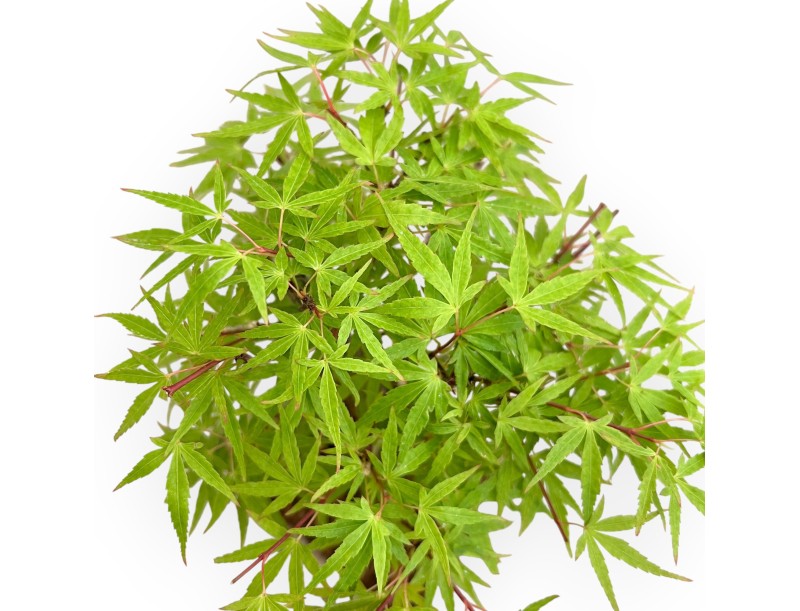 Acer Palmatum - Ahorne - 26 cm