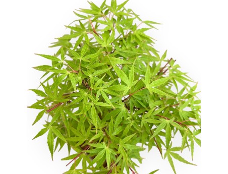 Acer Palmatum - Maple - 26 cm