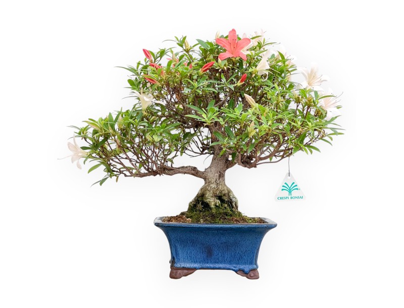 Rhododendron Indicum - Azalée - 39 cm