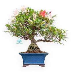Rhododendron Indicum - Azalea - 39 cm