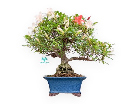 Rhododendron Indicum - Azalée - 39 cm