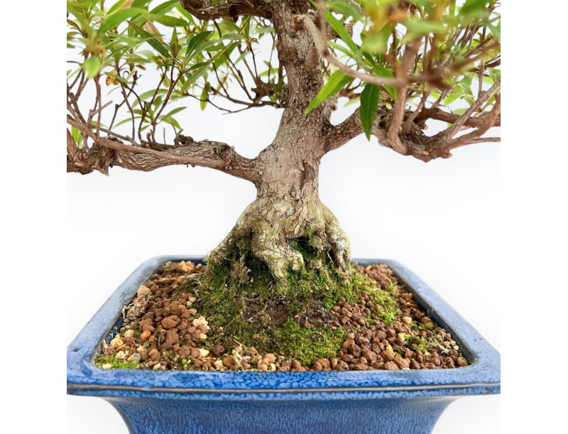 Rhododendron Indicum - Azalée - 39 cm