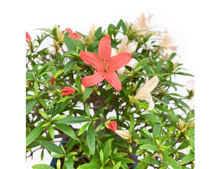 Rhododendron Indicum - Azalée - 39 cm