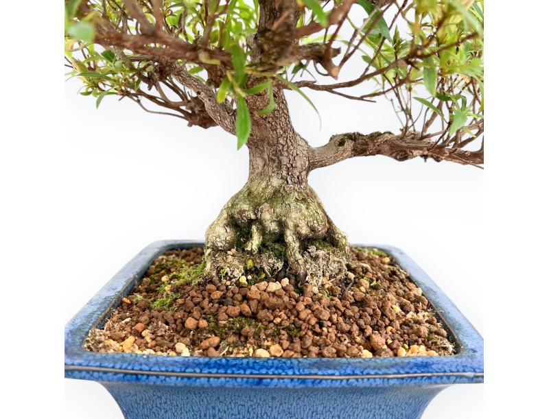 Rhododendron Indicum - Azalée - 39 cm