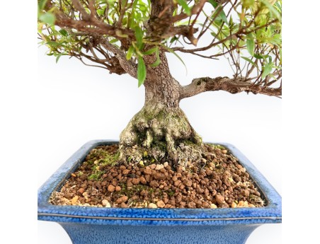 Rhododendron Indicum - Azalée - 39 cm