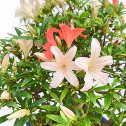 Rhododendron Indicum - Azalea - 39 cm
