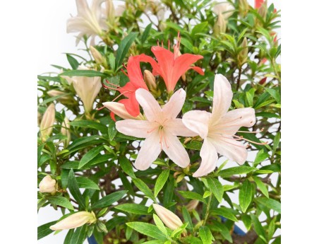 Rhododendron Indicum - Azalée - 39 cm