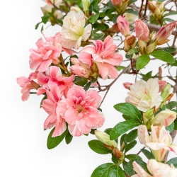 Rhododendron Indicum Koto No Mai - Azalea - 54 cm
