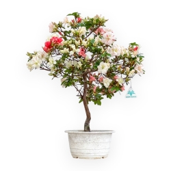 Rhododendron Indicum Koto No Mai - Azalea - 54 cm