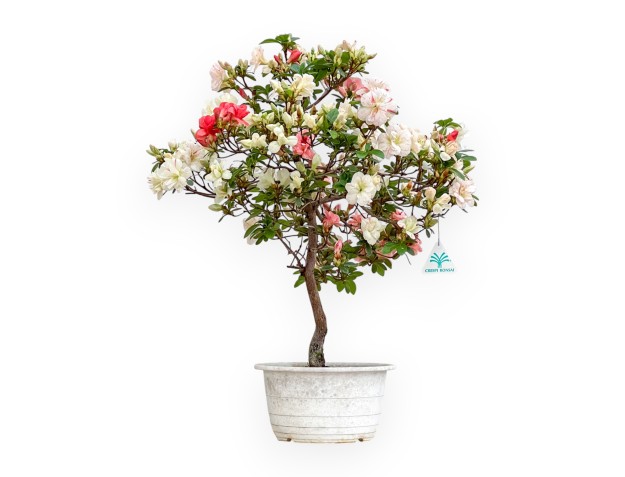 Rhododendron Indicum Koto No Mai - Azalée - 54 cm