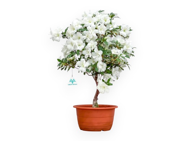 Rhododendron Indicum - Azalea - 53 cm