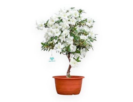 Rhododendron Indicum - Azalea - 53 cm