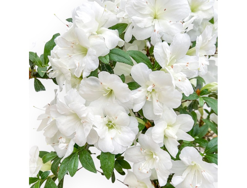 Rhododendron Indicum - Azalea - 53 cm