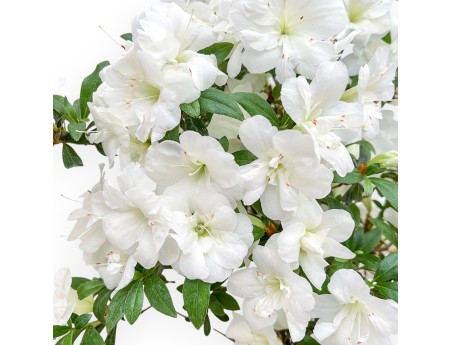 Rhododendron Indicum - Azalea - 53 cm