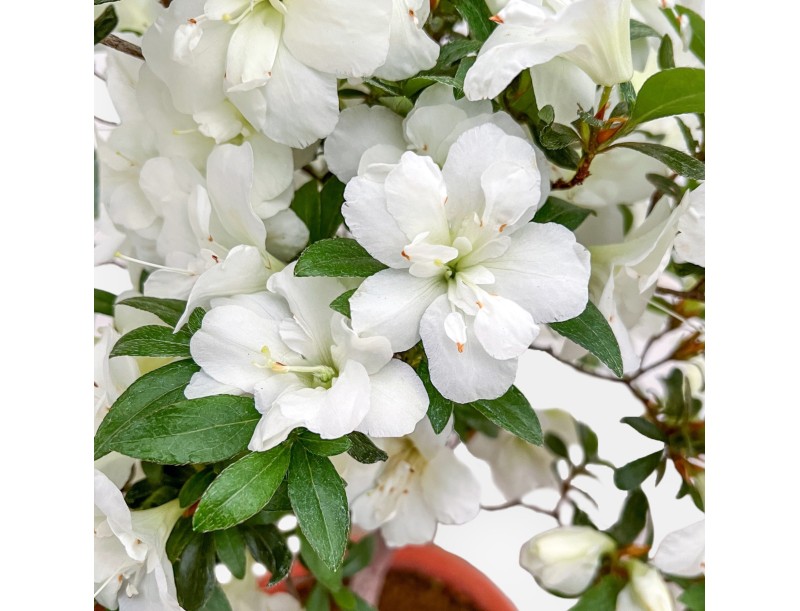 Rhododendron Indicum - Azalea - 53 cm