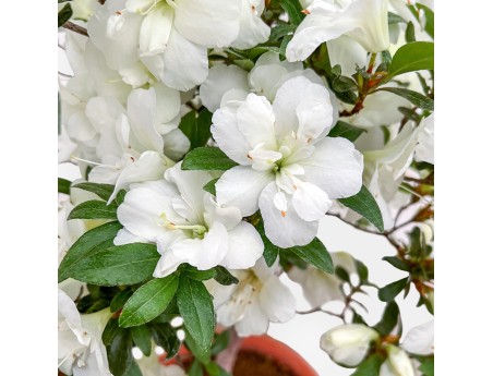 Rhododendron Indicum - Azalée - 53 cm