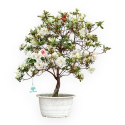 Rhododendron Indicum Koto No Mai - Azalea - 52 cm