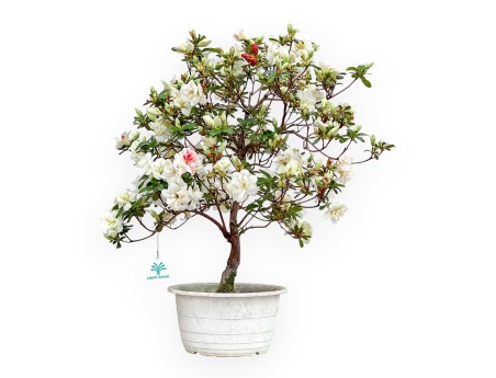 Rhododendron Indicum Koto No Mai - Azalée - 52 cm