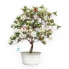 Rhododendron Indicum Koto No Mai - Azalée - 52 cm