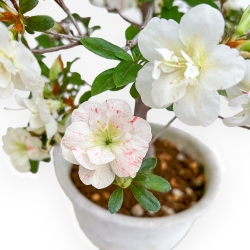 Rhododendron Indicum Koto No Mai - Azalea - 52 cm