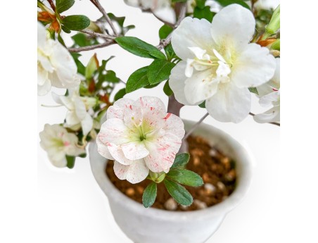 Rhododendron Indicum Koto No Mai - Azalea - 52 cm