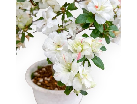 Rhododendron Indicum Koto No Mai - Azalée - 52 cm