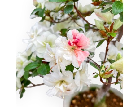 Rhododendron Indicum Koto No Mai - Azalea - 52 cm