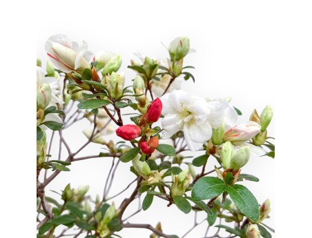 Rhododendron Indicum Koto No Mai - Azalea - 52 cm