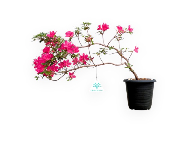 Rhododendron Indicum - Azalée - 29 cm