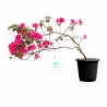 Rhododendron Indicum - Azalée - 29 cm