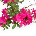 Rhododendron Indicum - Azalée - 29 cm