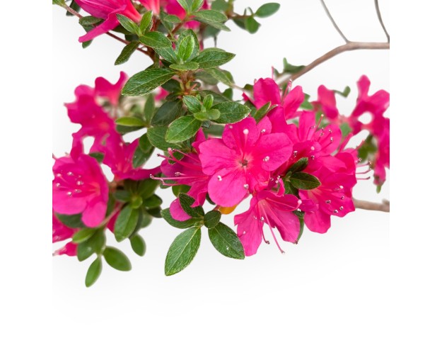 Rhododendron Indicum - Azalée - 29 cm 2