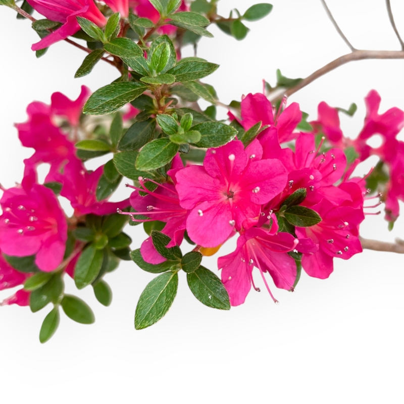 Rhododendron Indicum - Azalée - 29 cm