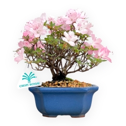 Rhododendron Indicum - Azalea - 20 cm