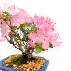 Rhododendron Indicum - Azalea - 20 cm